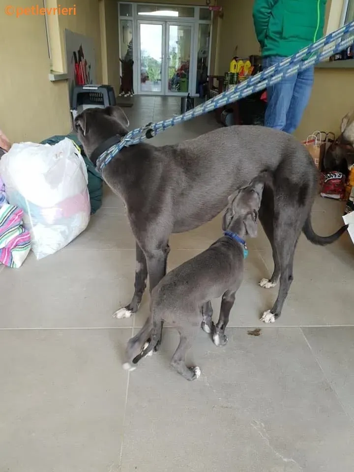 Catherina adozione levrieri greyhound 5