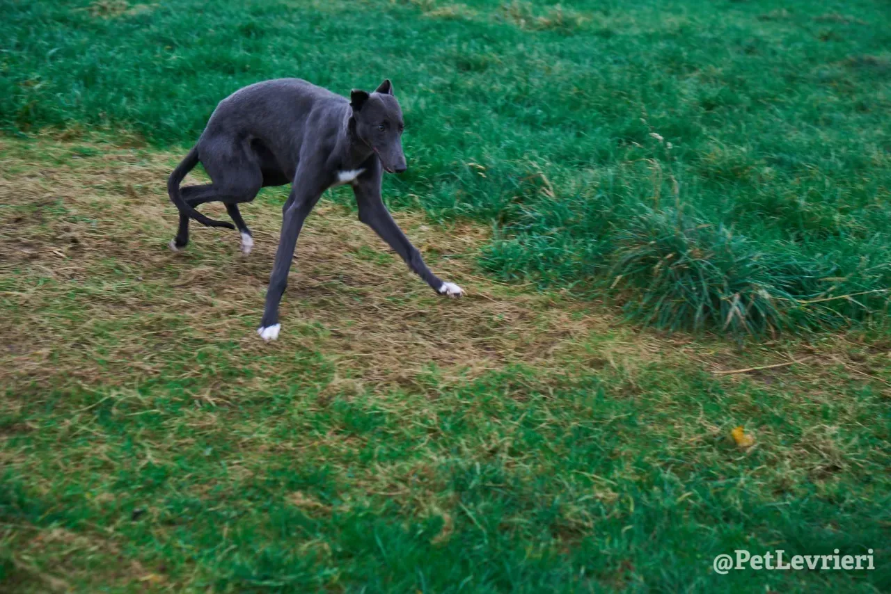 Catherine pet levrieri greyhound10