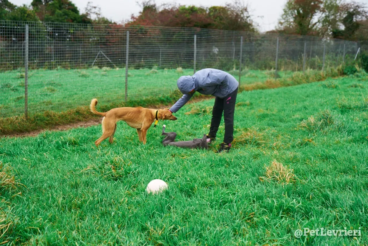 Catherine pet levrieri greyhound11