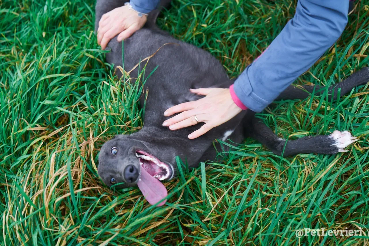 Catherine pet levrieri greyhound13