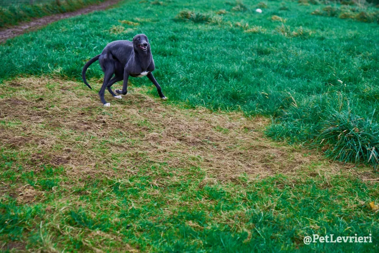 Catherine pet levrieri greyhound5