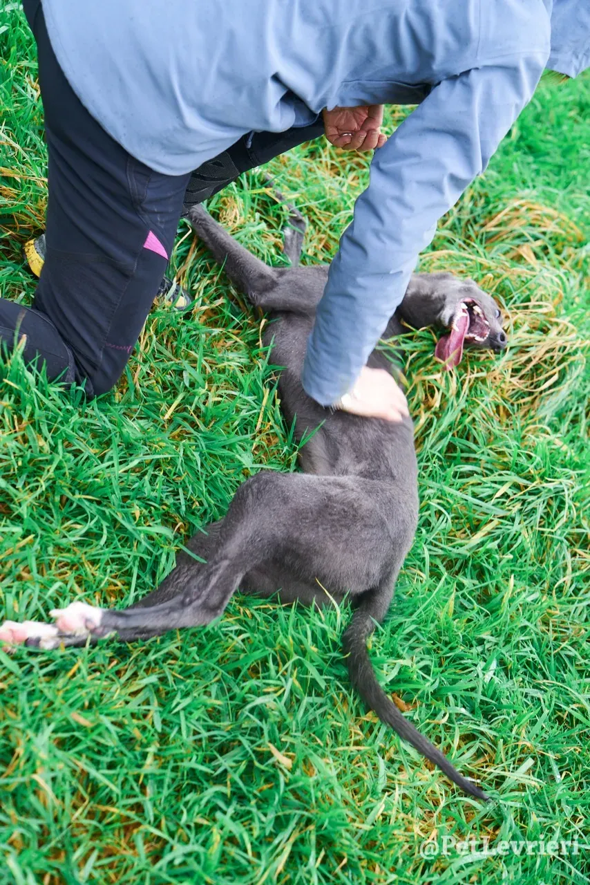 Catherine pet levrieri greyhound6