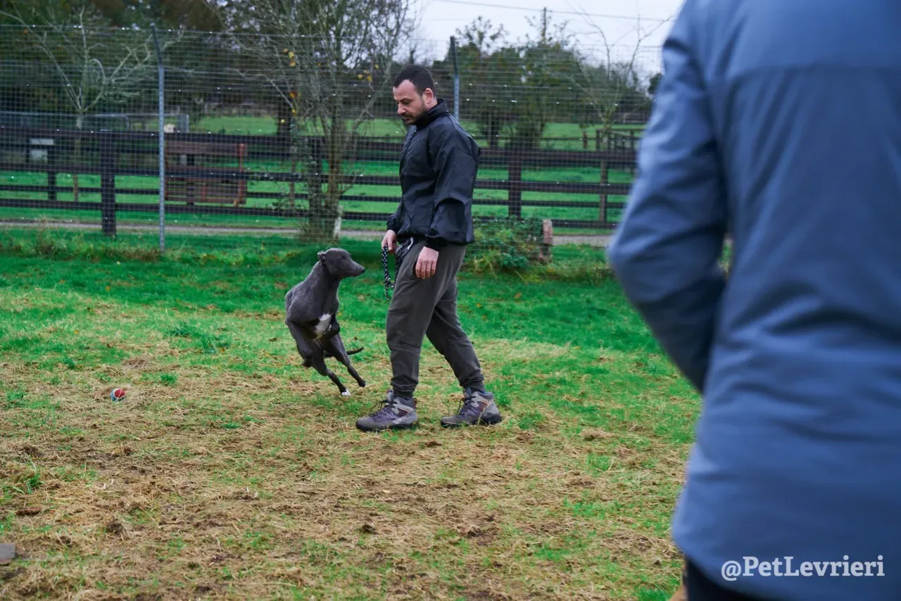 Catherine pet levrieri greyhound7