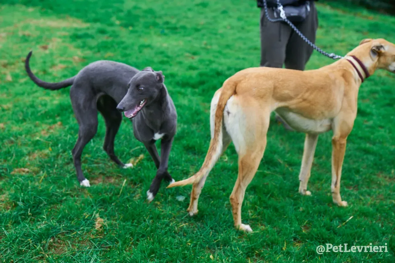 Catherine pet levrieri greyhound8