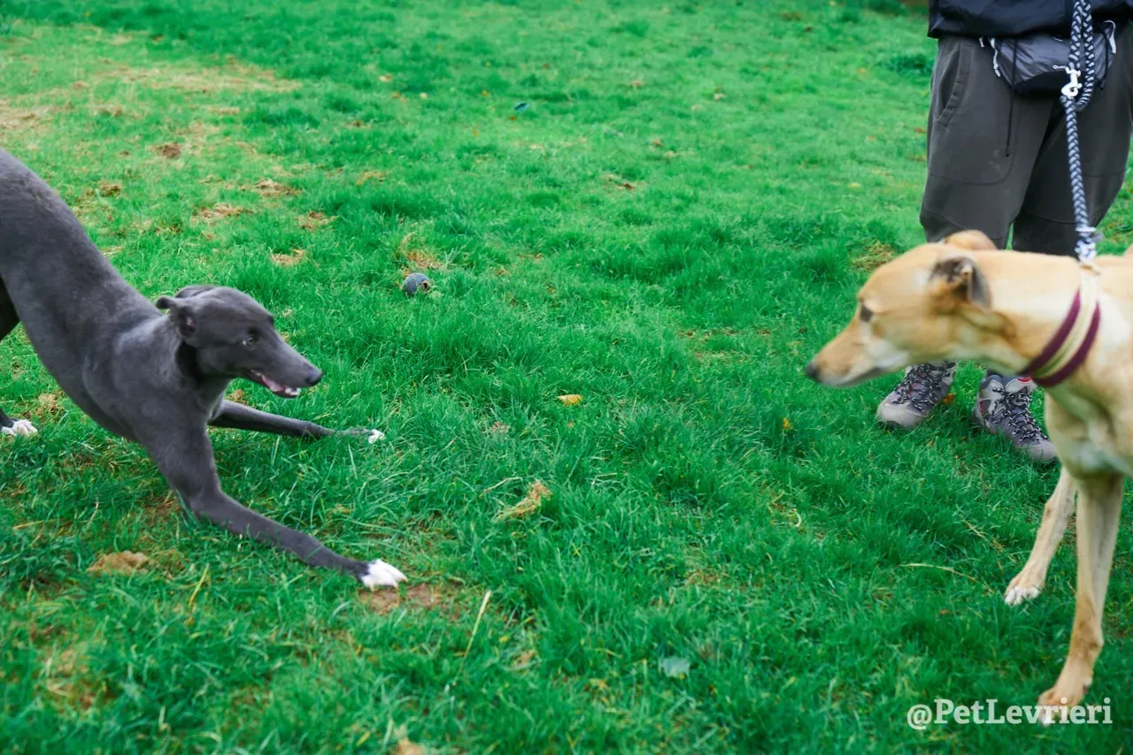 Catherine pet levrieri greyhound9