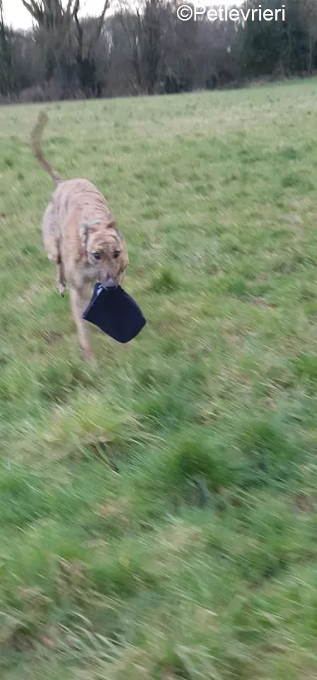 Cavani adozione levrieri greyhound 1