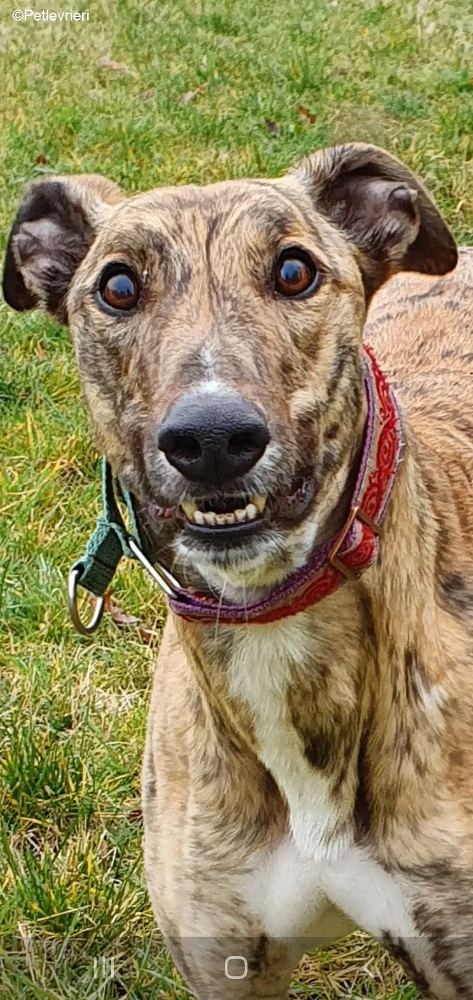 Cavani adozione levrieri greyhound 10