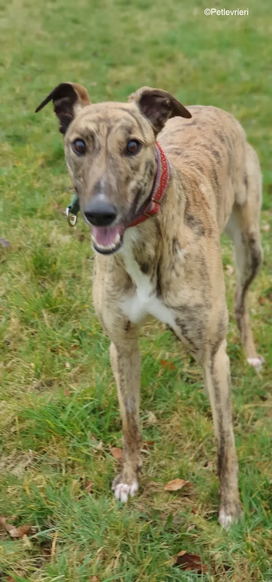 Cavani adozione levrieri greyhound 11