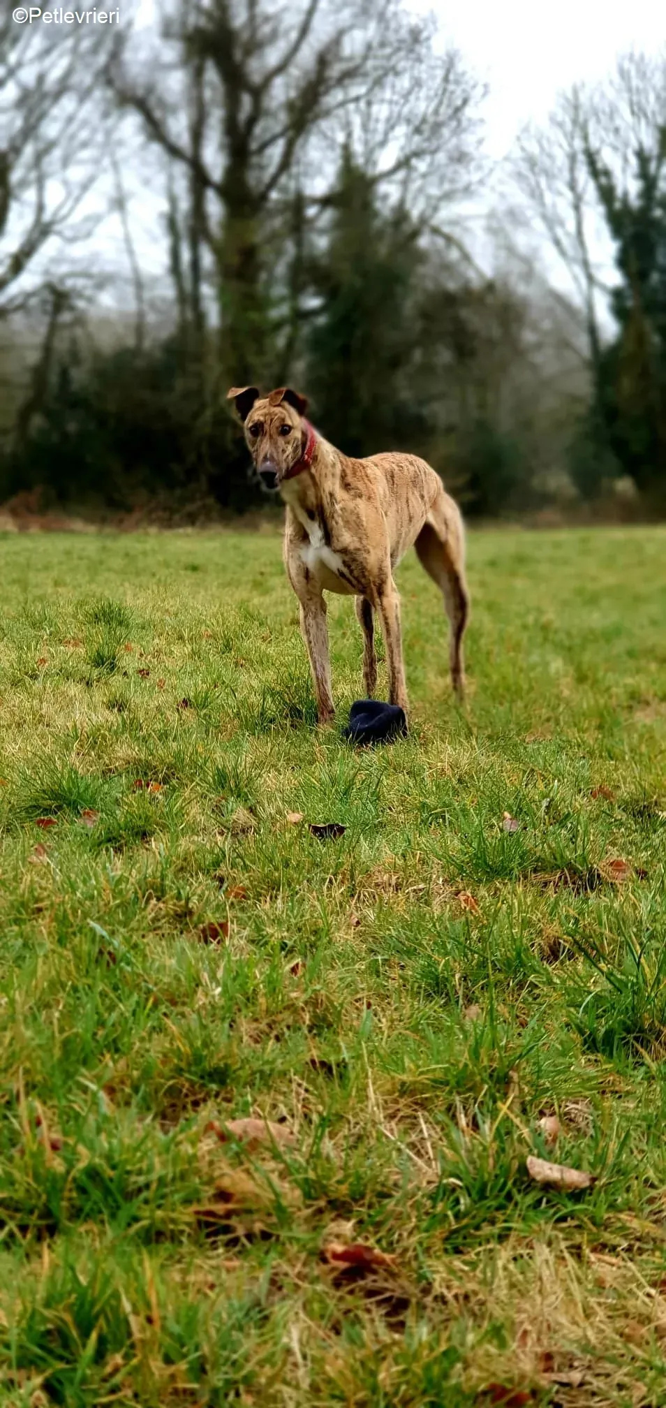 Cavani adozione levrieri greyhound 12