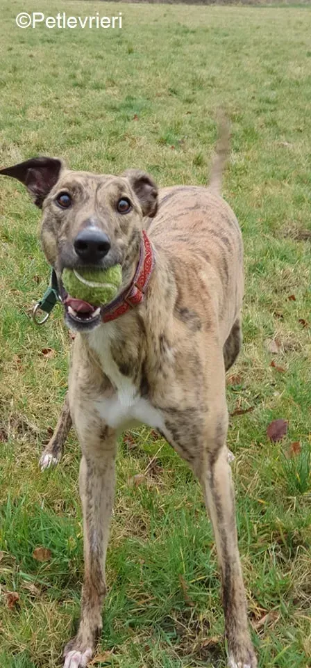 Cavani adozione levrieri greyhound 13