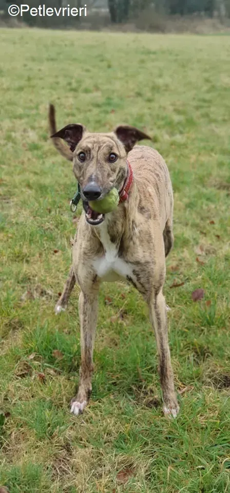 Cavani adozione levrieri greyhound 14