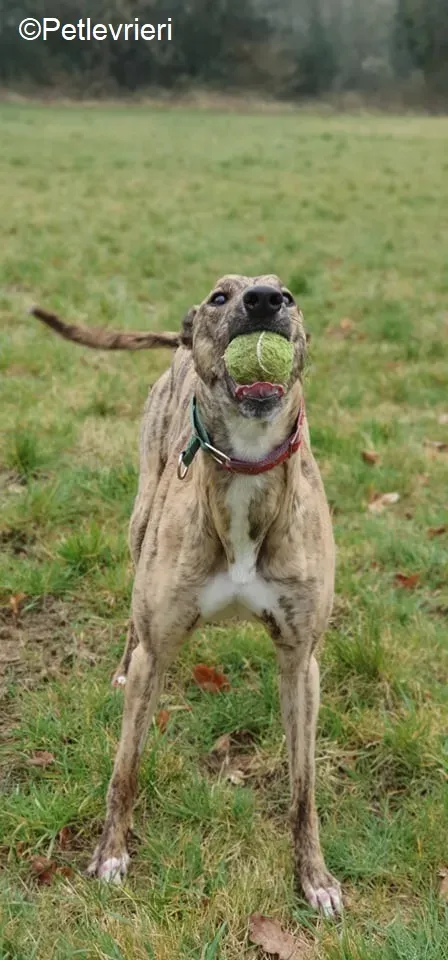 Cavani adozione levrieri greyhound 15