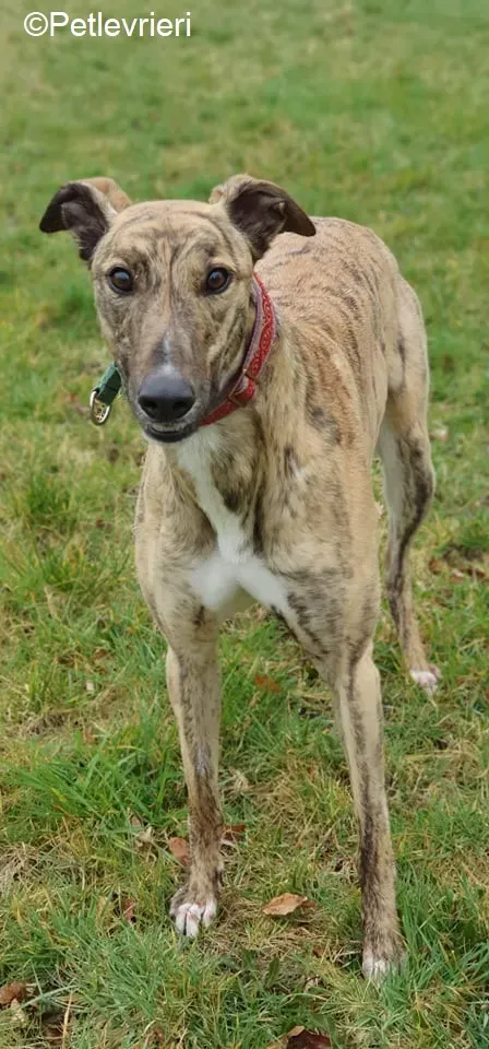 Cavani adozione levrieri greyhound 16