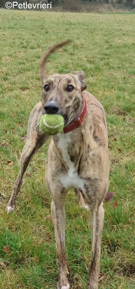 Cavani adozione levrieri greyhound 17