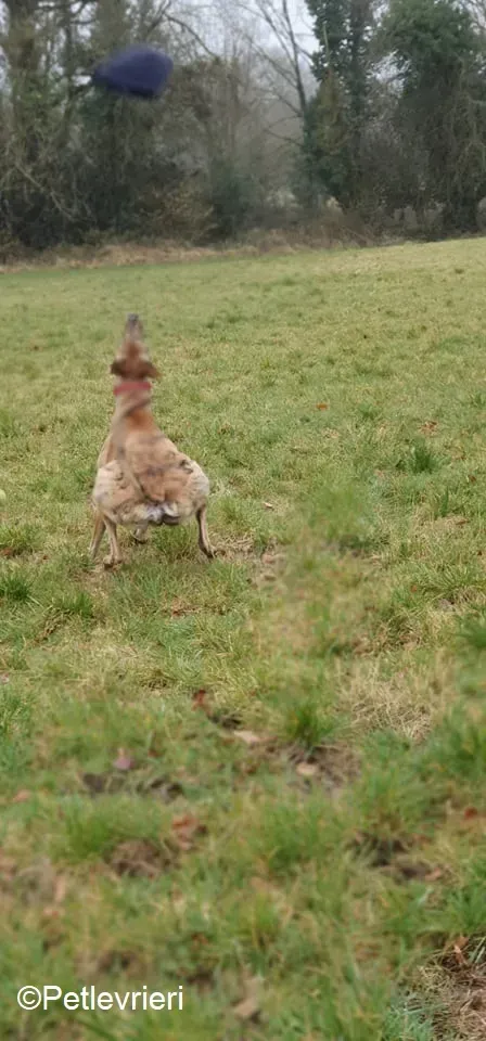 Cavani adozione levrieri greyhound 18