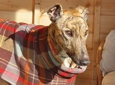 Cavani adozione levrieri greyhound 2 e1613247771224