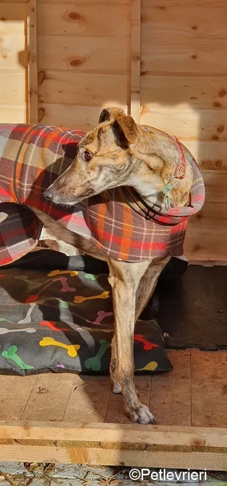 Cavani adozione levrieri greyhound 3