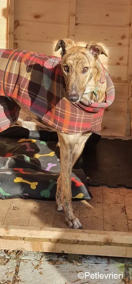 Cavani adozione levrieri greyhound 4