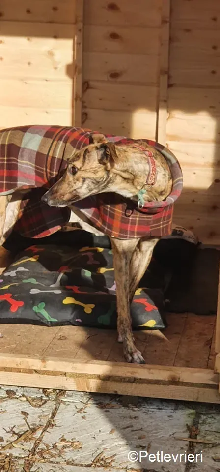 Cavani adozione levrieri greyhound 5