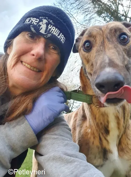 Cavani adozione levrieri greyhound 8