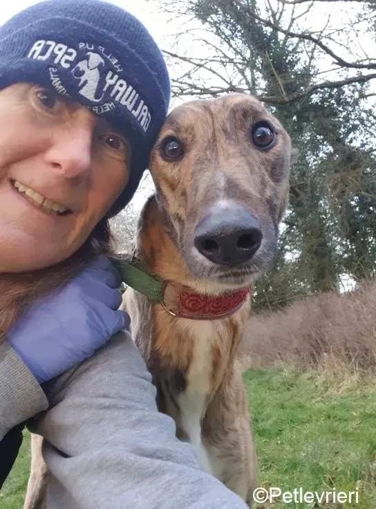 Cavani adozione levrieri greyhound 9