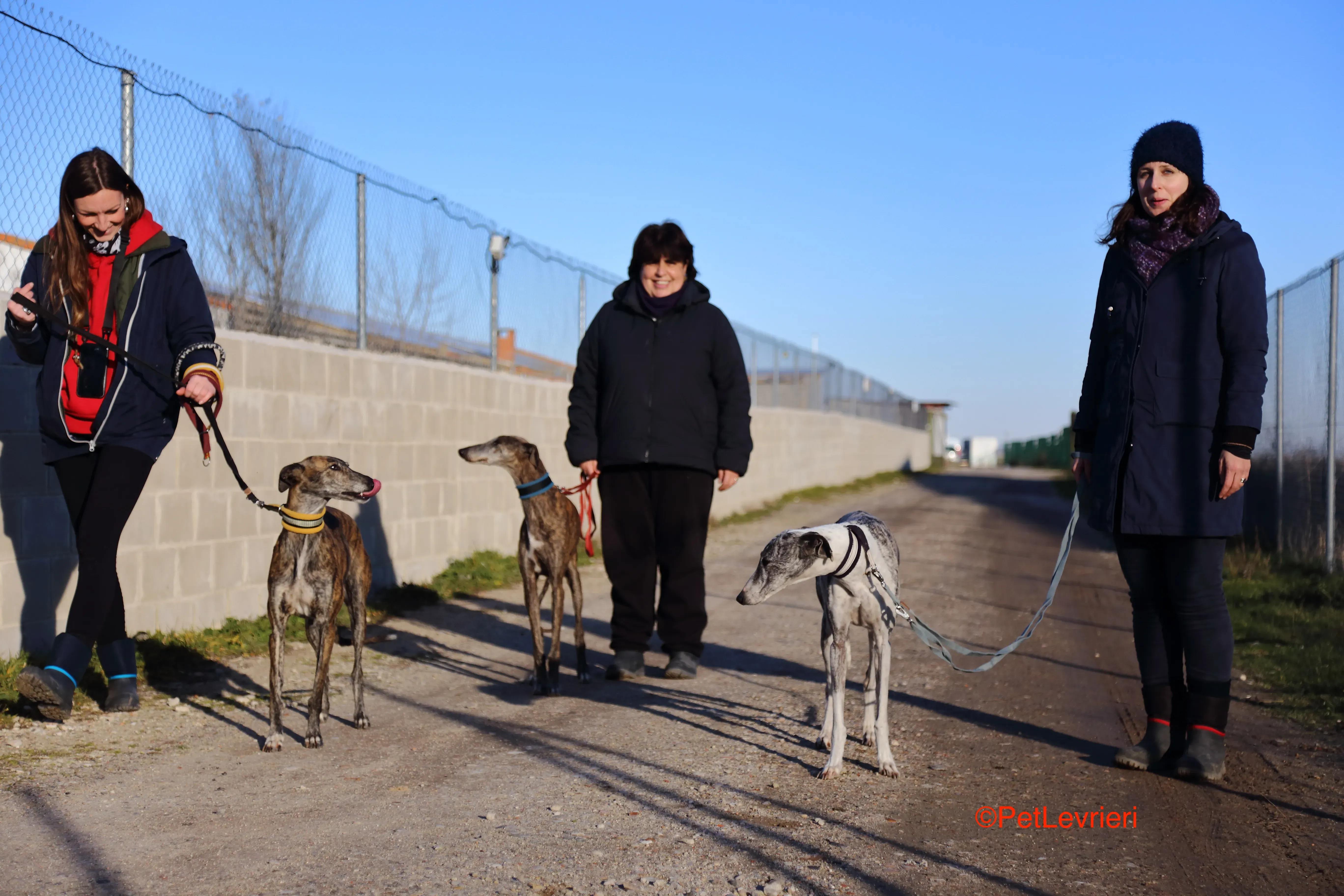 Celia adozione levrieri galgo 1