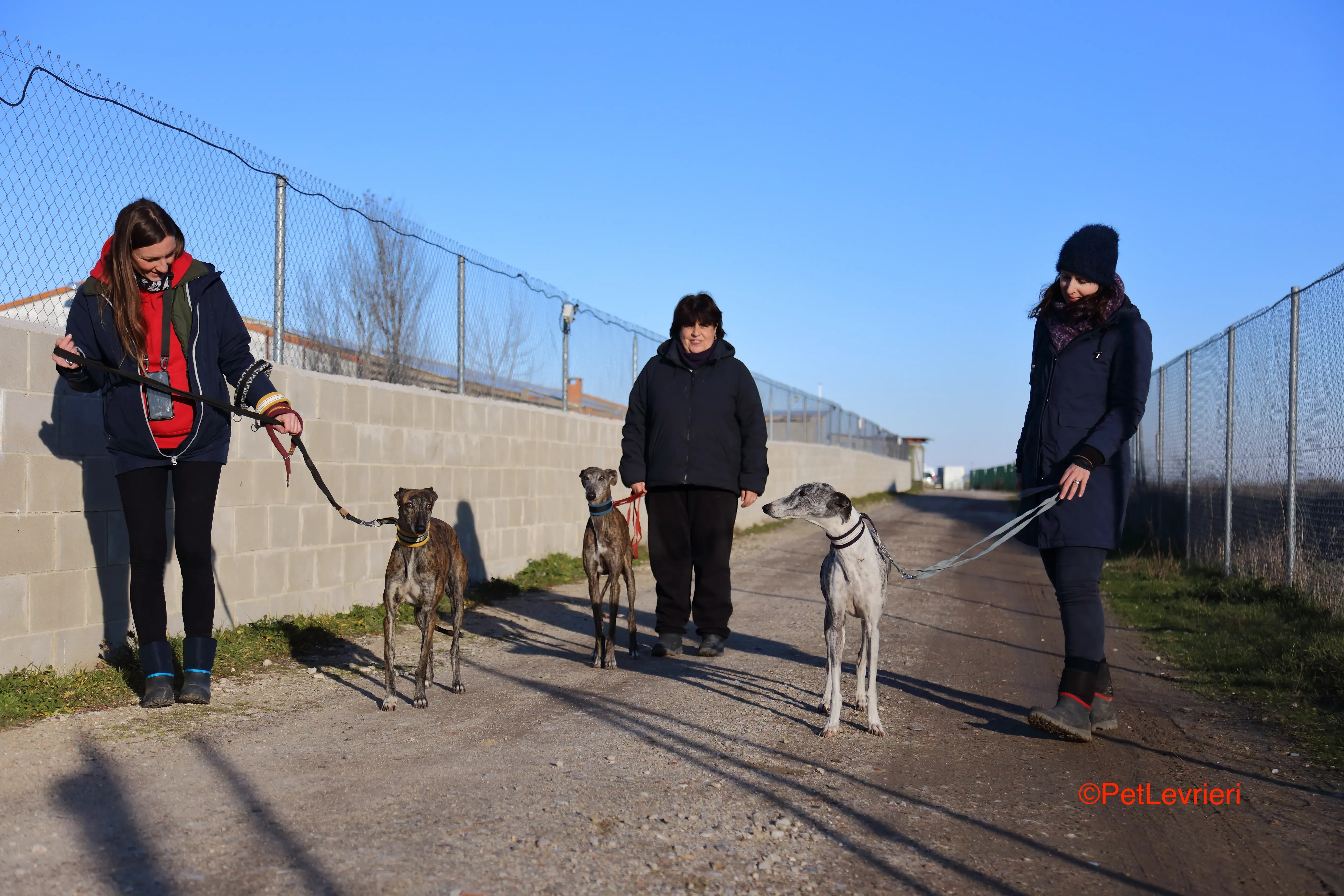 Celia adozione levrieri galgo 2
