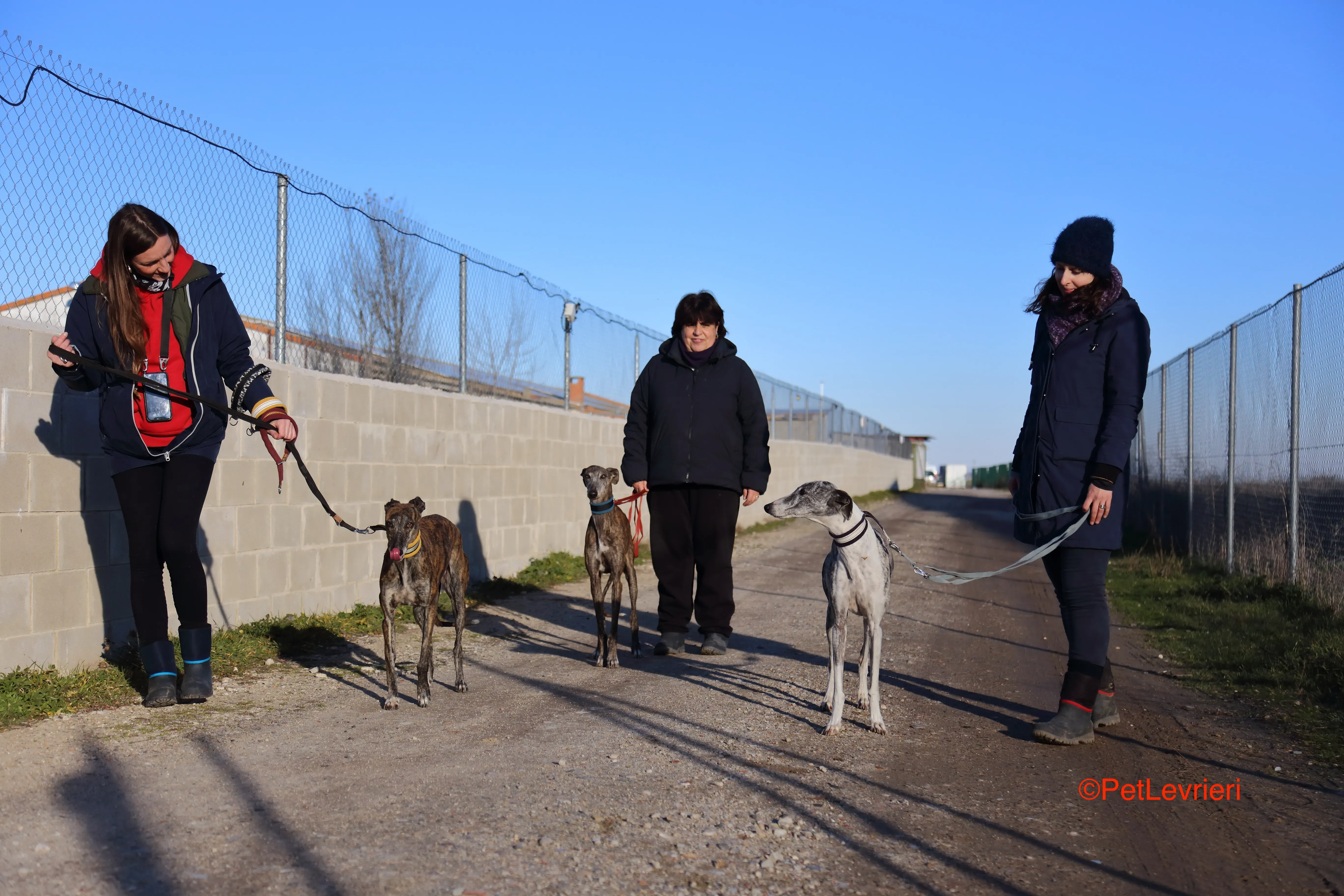 Celia adozione levrieri galgo 3