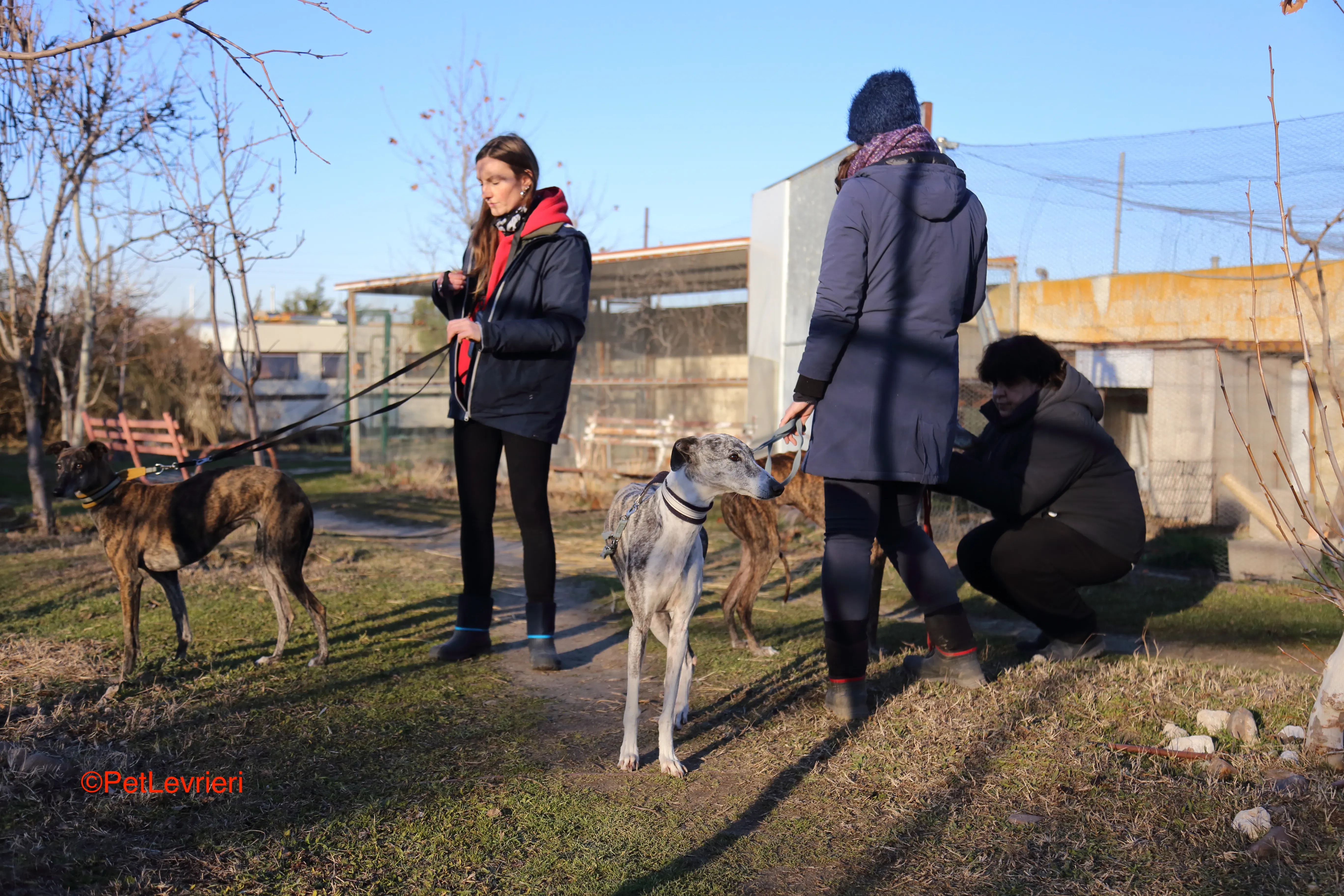 Celia adozione levrieri galgo 5