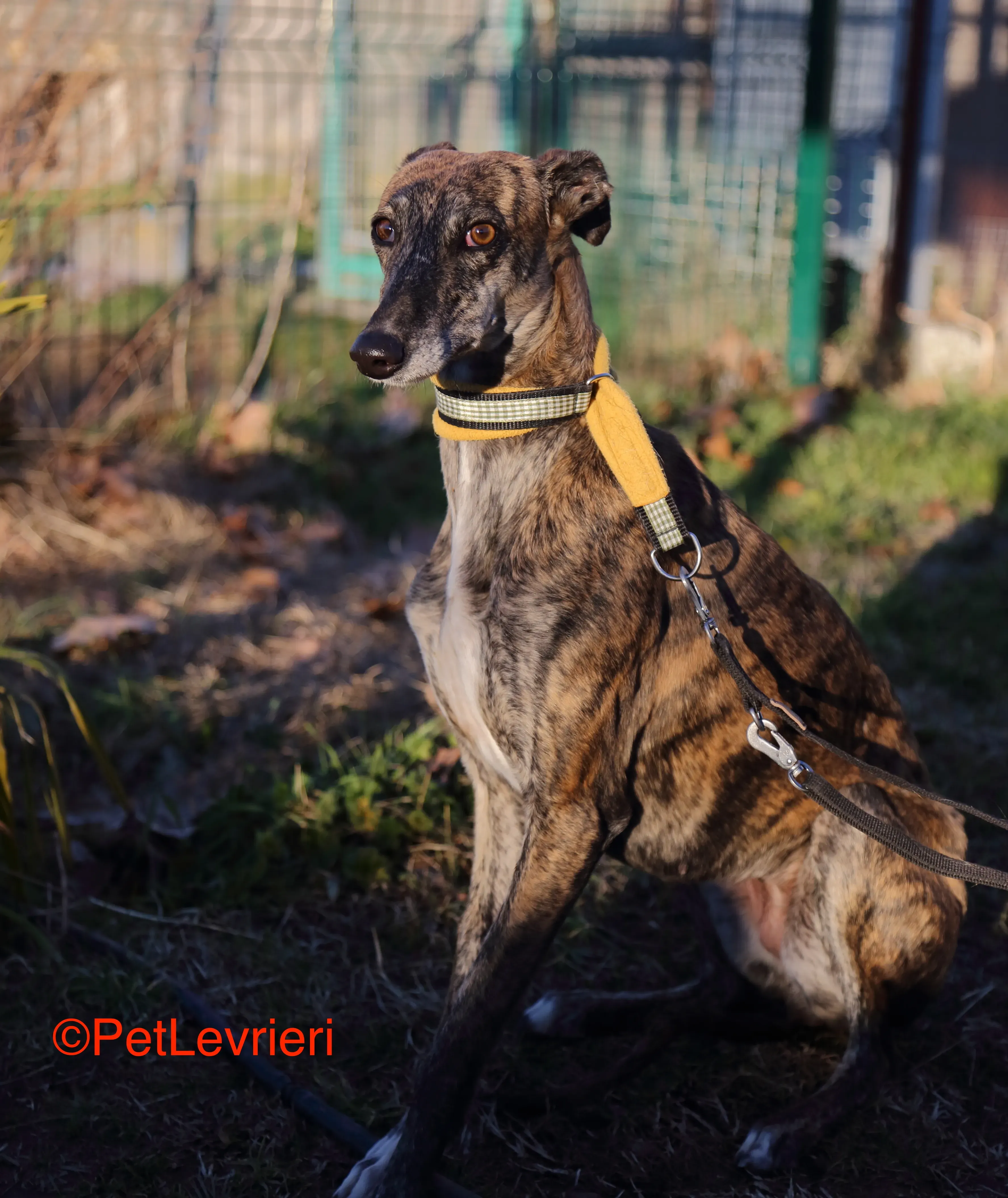 Celia adozione levrieri galgo 6