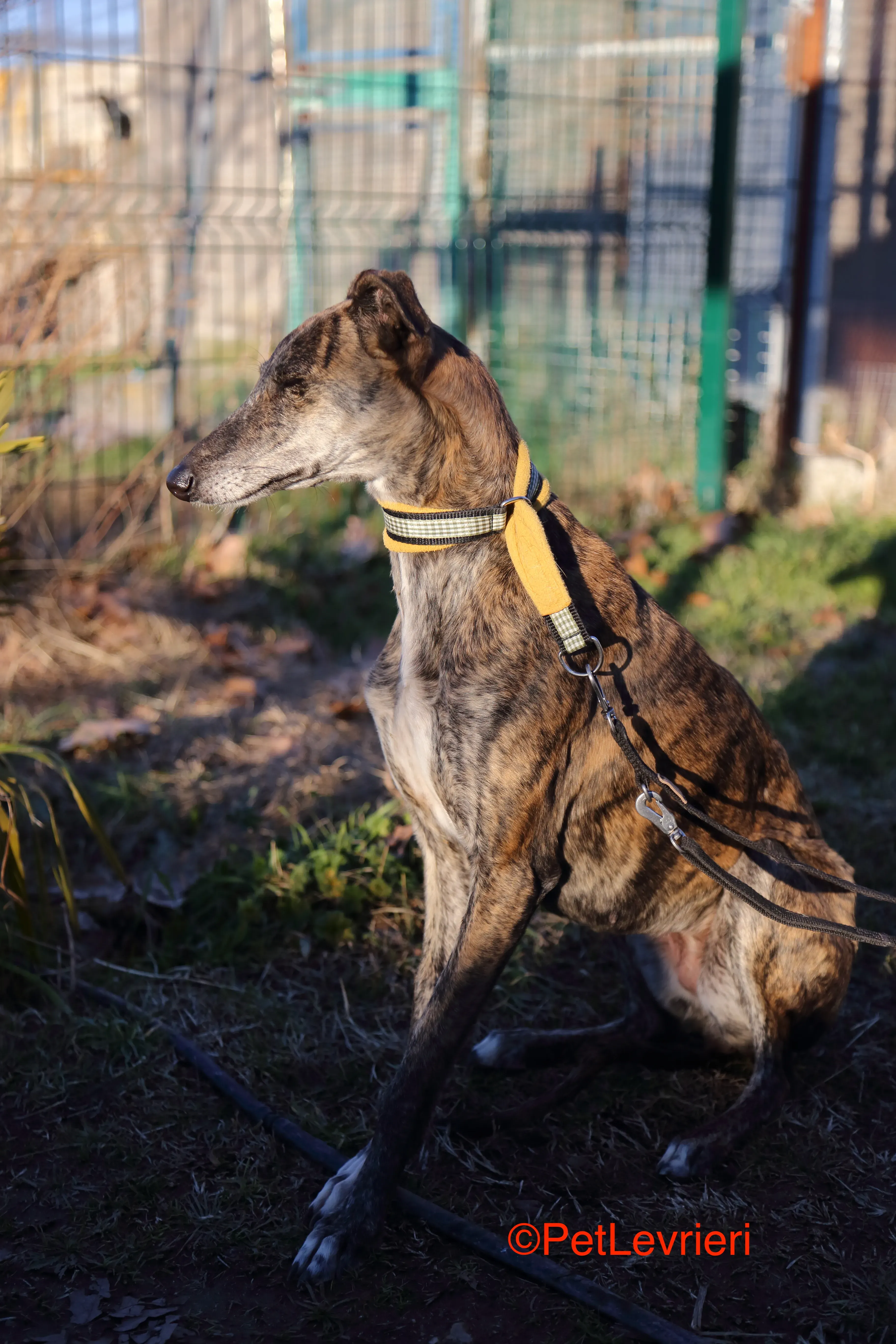 Celia adozione levrieri galgo 7