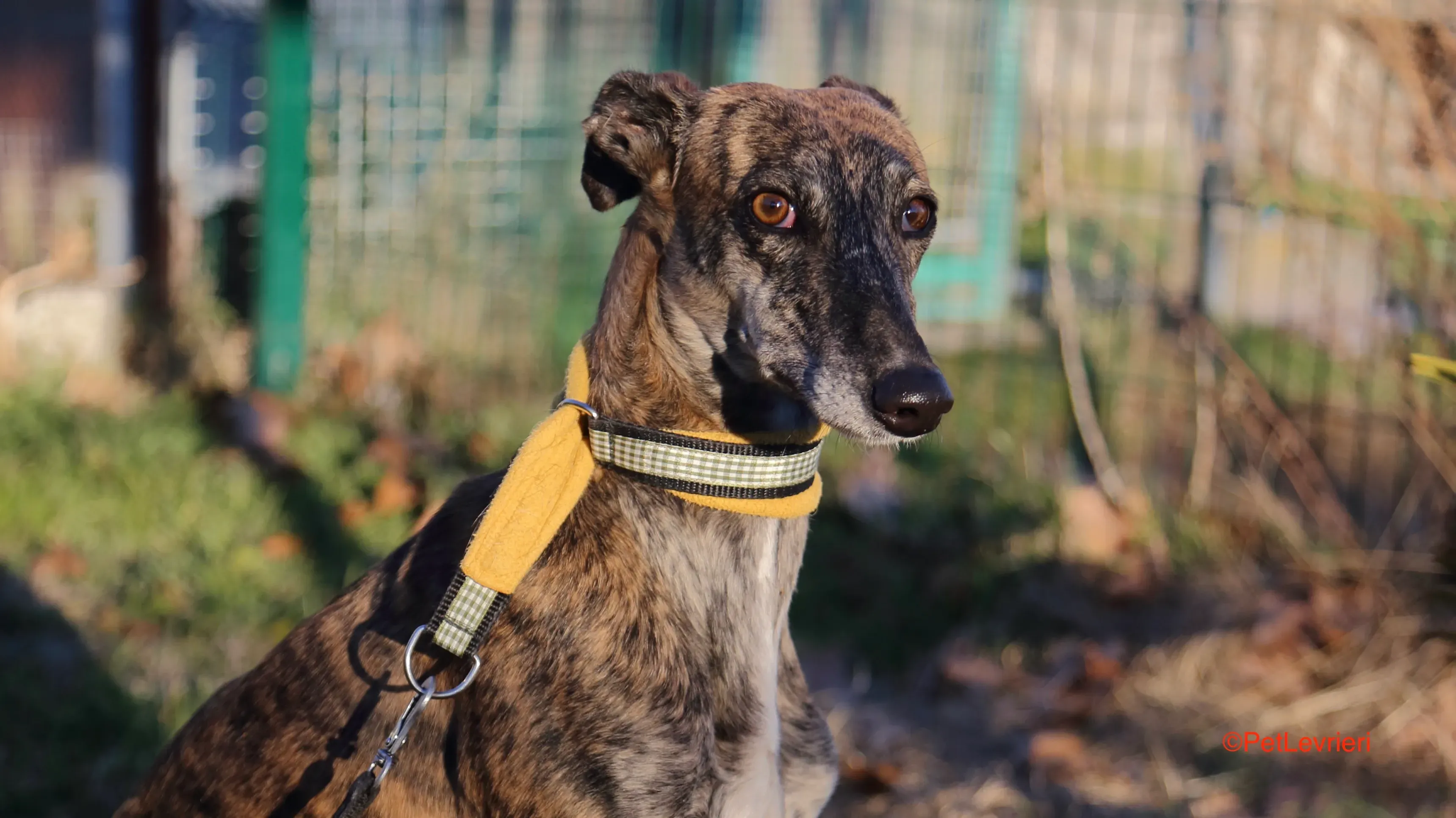 Celia adozione levrieri galgo 8