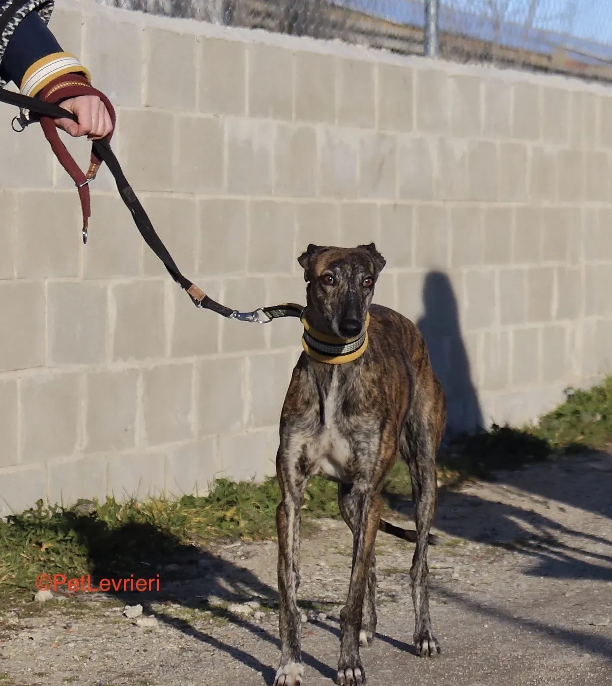 Celia adozione levrieri galgo 9