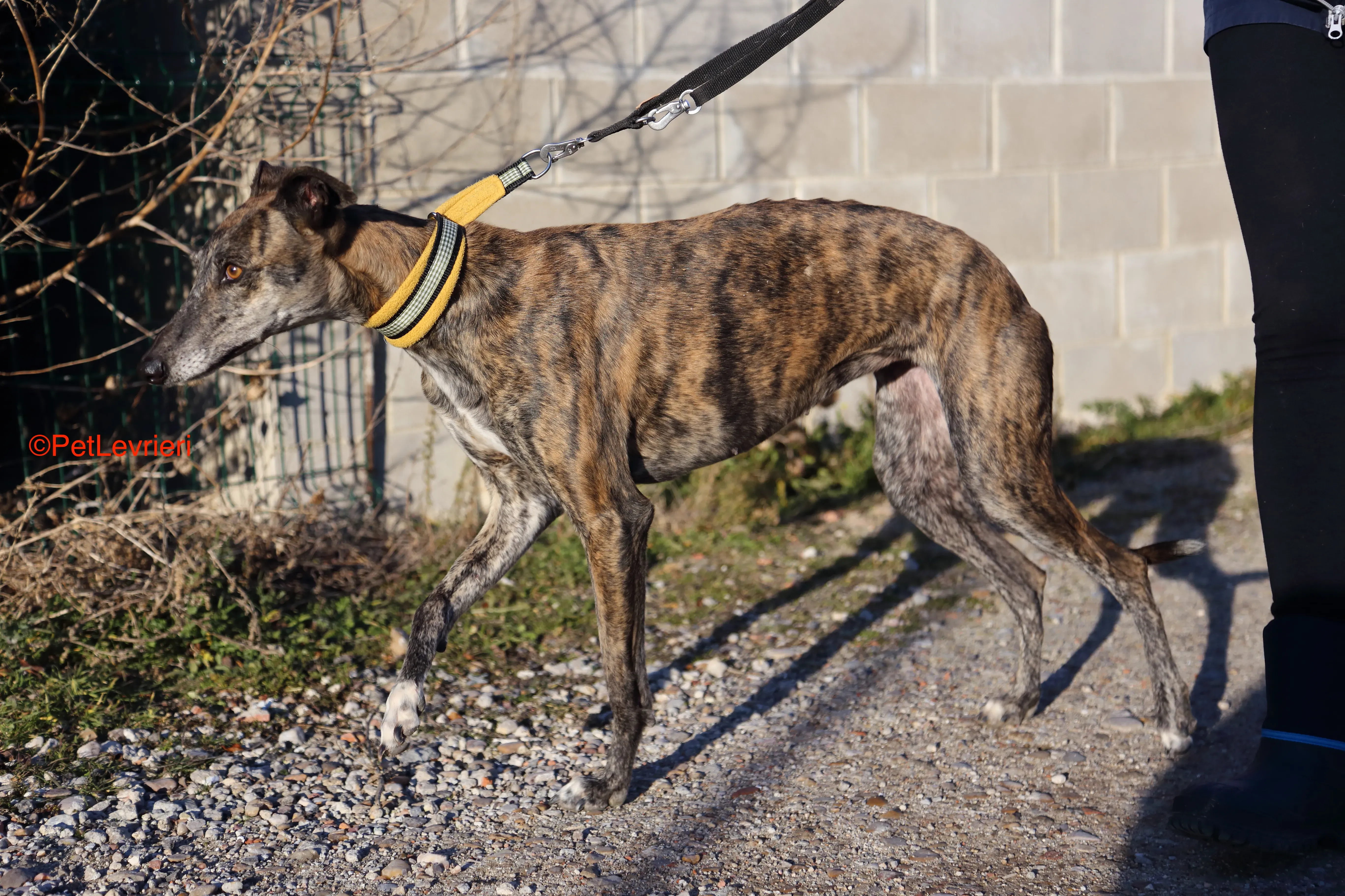 Celia adoziopne levrieri galgo 4