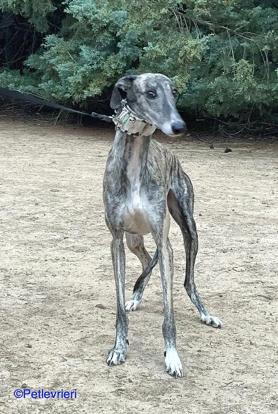 Cereza adozione levrieri galgo 01