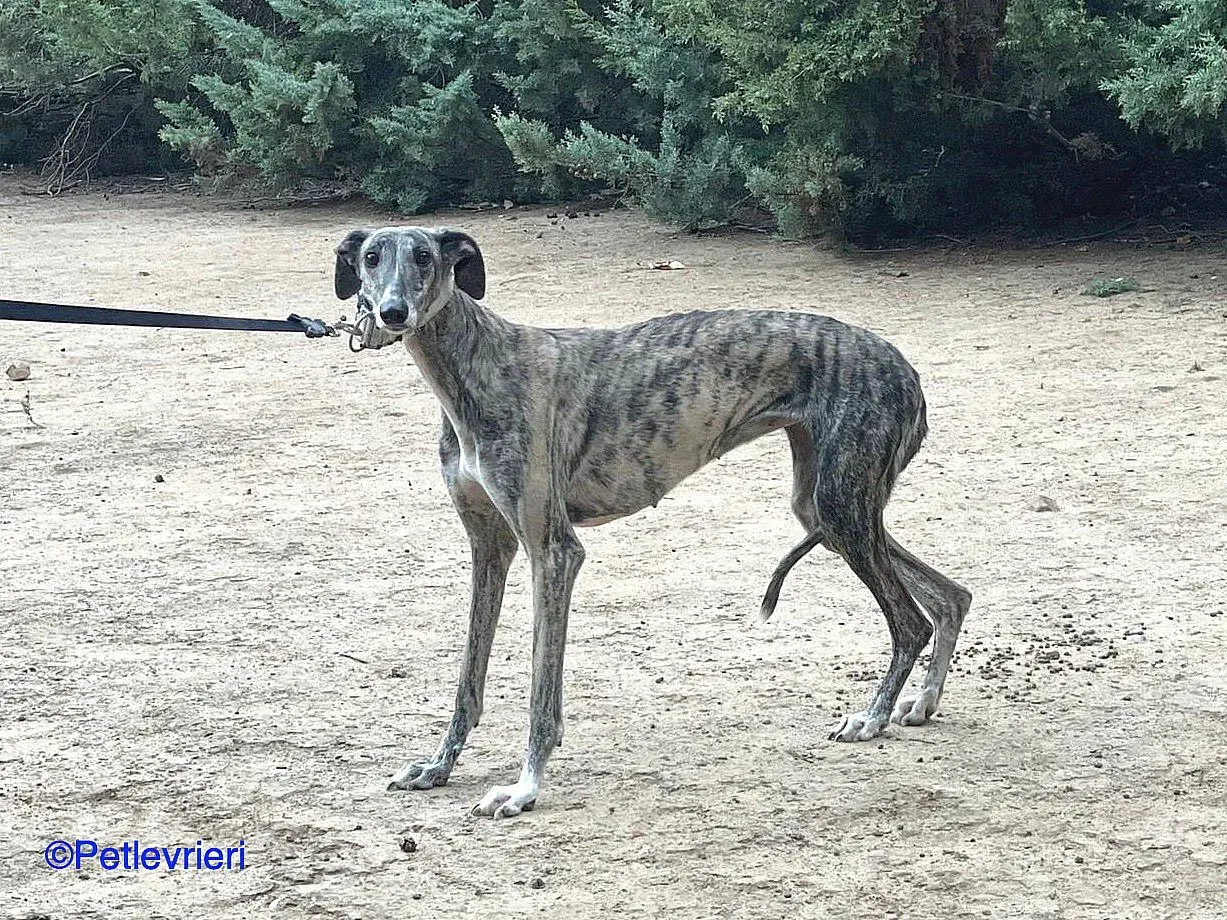 Cereza adozione levrieri galgo 02