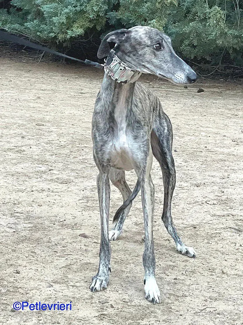 Cereza adozione levrieri galgo 03