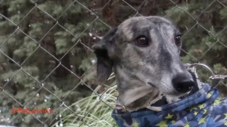 Cereza adozione levrieri galgo 1