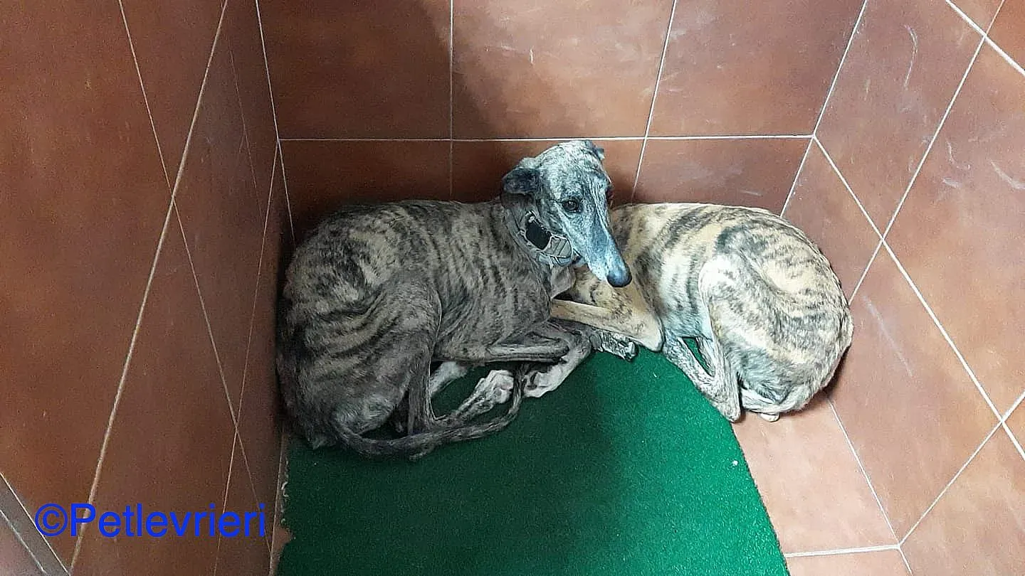 Cereza adozione levrieri galgo 01