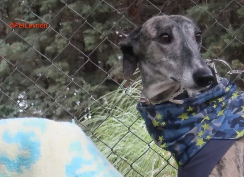 Cereza adozione levrieri galgo 2