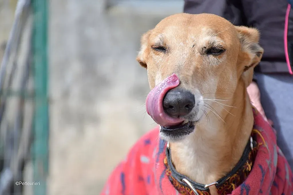 Cerf adozione levrieri galgo 01