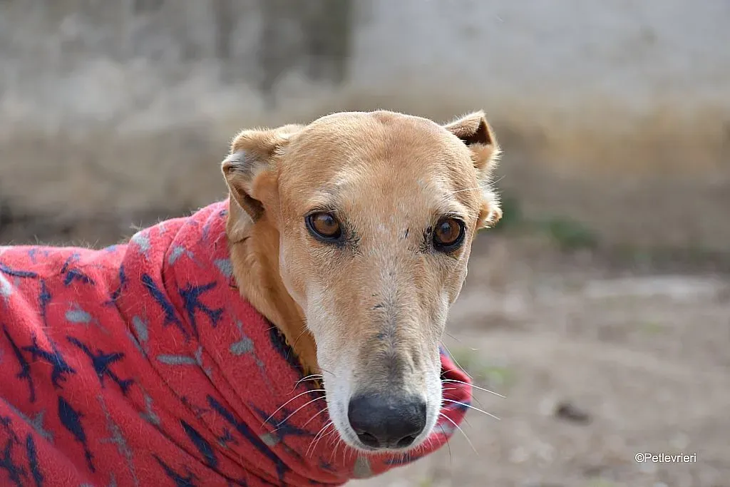Cerf adozione levrieri galgo 03
