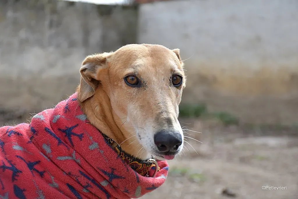 Cerf adozione levrieri galgo 04