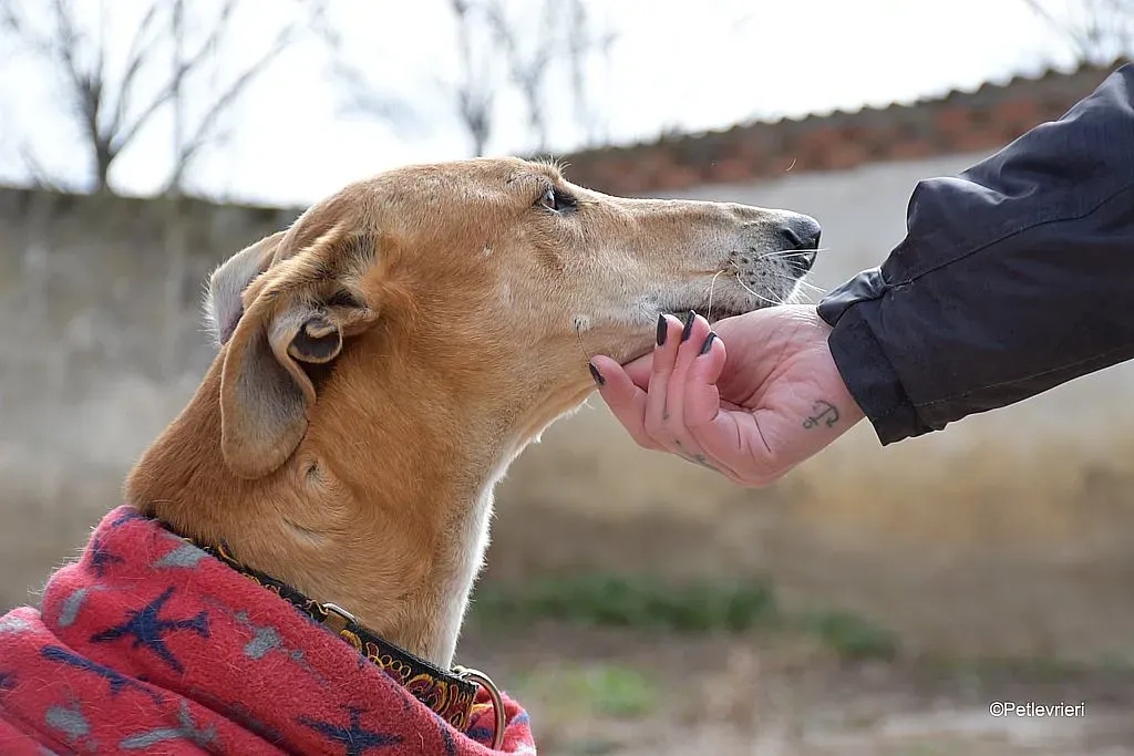 Cerf adozione levrieri galgo 05