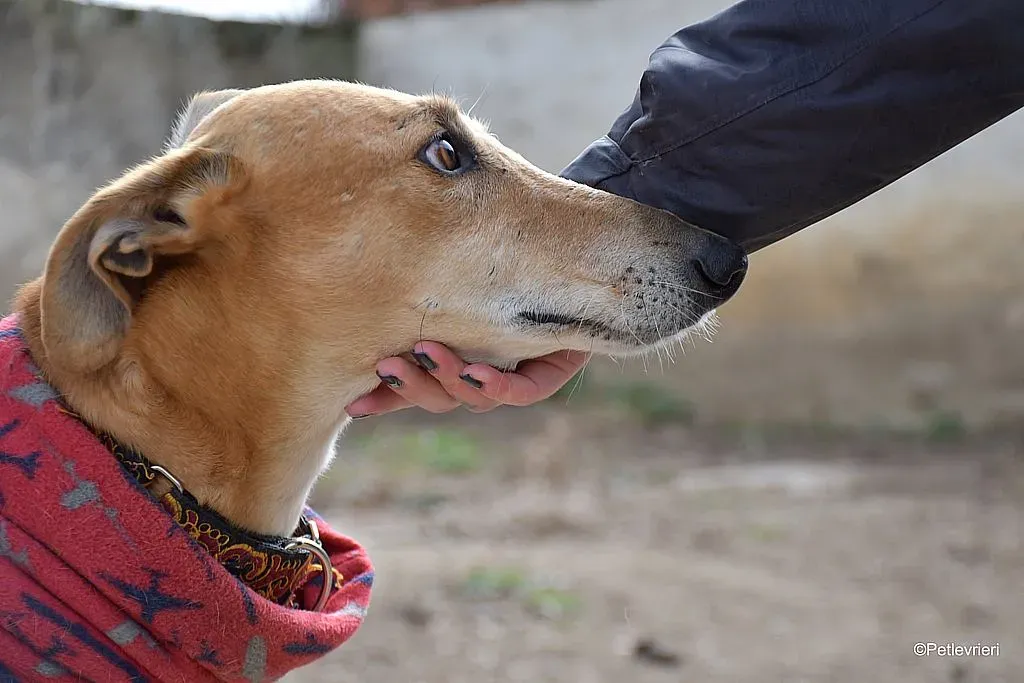 Cerf adozione levrieri galgo 06