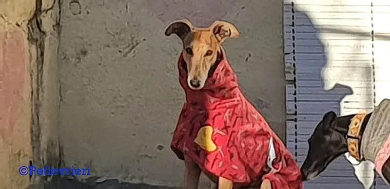 Cerf adozione levrieri galgo 01