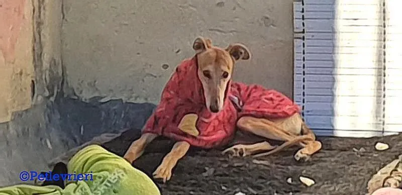 Cerf adozione levrieri galgo 02