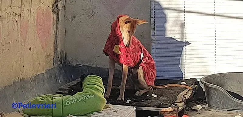 Cerf adozione levrieri galgo 03