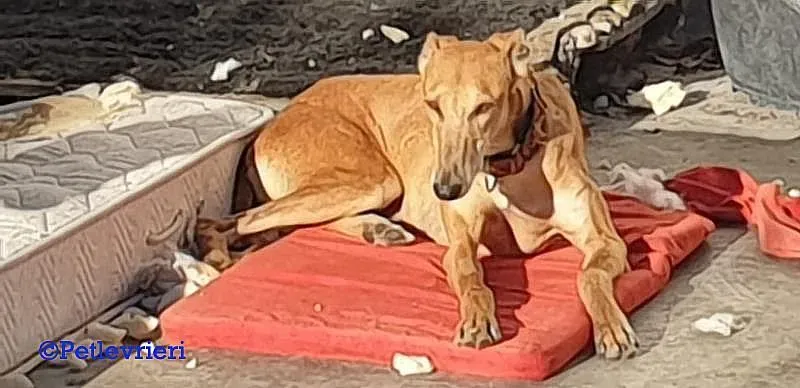 Cerf adozione levrieri galgo 05