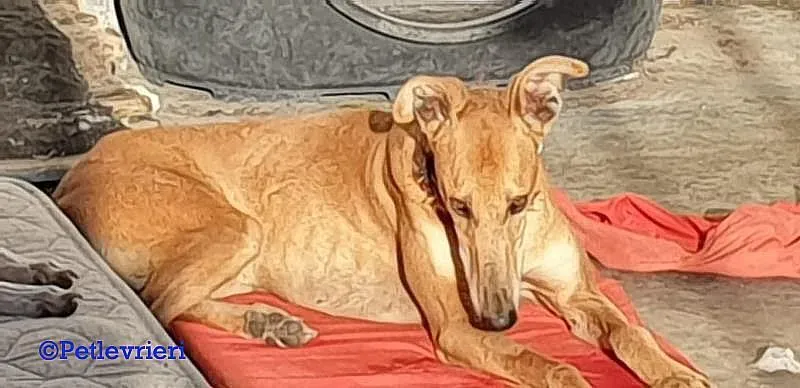 Cerf adozione levrieri galgo 06